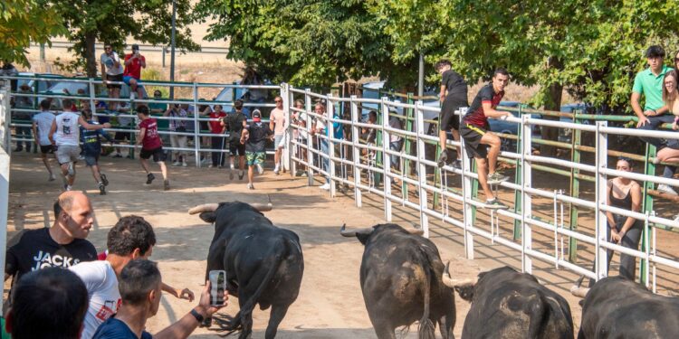 Fiestas de Agosto de Marchamalo 2025: música, encierros y celebraciones multitudinarias