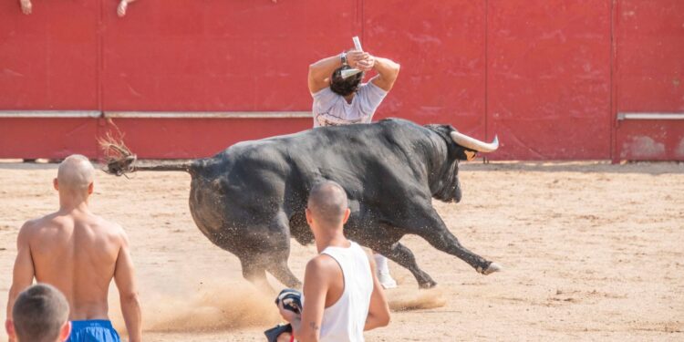 Fiestas de Agosto de Marchamalo 2025: música, encierros y celebraciones multitudinarias