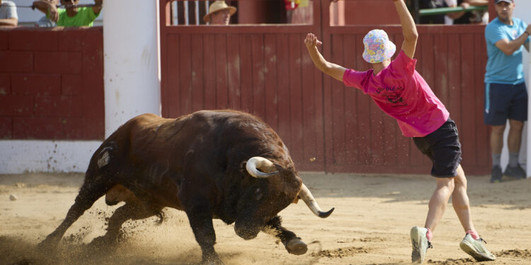 Fontanar cierra sus festejos taurinos con la suelta urbana de los toros Cocinero y Enterao de Albarreal y Torrealba