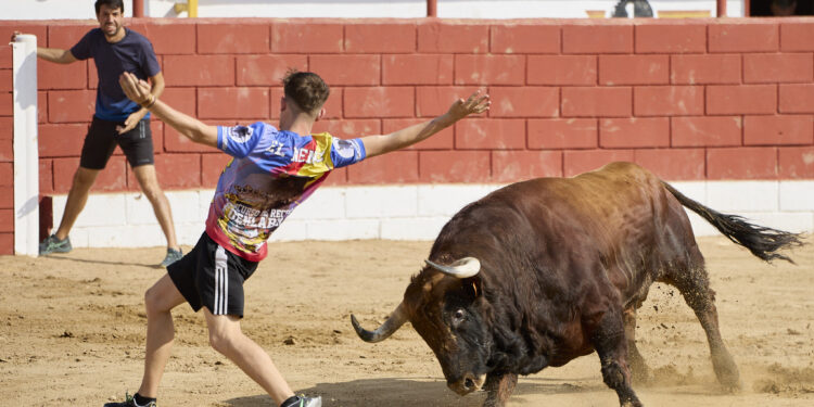 Fontanar cierra sus festejos taurinos con la suelta urbana de los toros Cocinero y Enterao de Albarreal y Torrealba