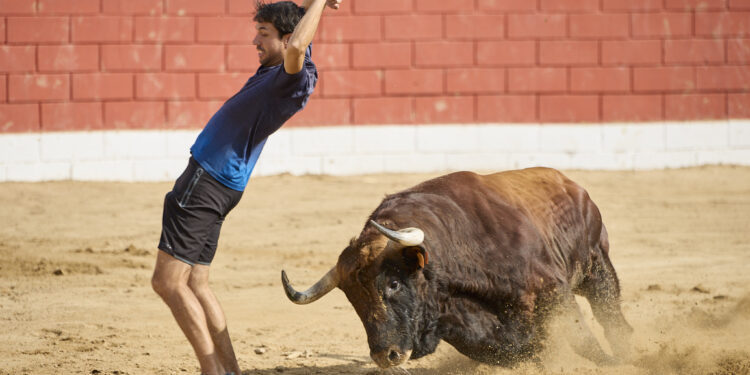 Fontanar cierra sus festejos taurinos con la suelta urbana de los toros Cocinero y Enterao de Albarreal y Torrealba