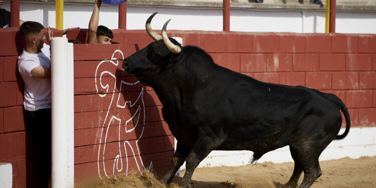 Fontanar cierra sus festejos taurinos con la suelta urbana de los toros Cocinero y Enterao de Albarreal y Torrealba