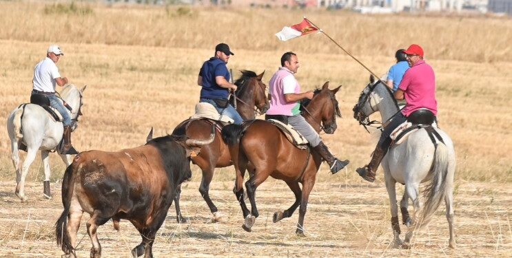 Fiestas de Agosto de Marchamalo 2025: música, encierros y celebraciones multitudinarias