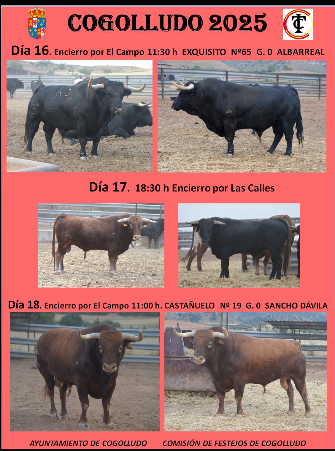 Toros Cogolludo 2025