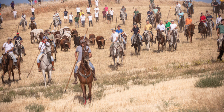 La Bajada de Yunquera de Henares 2025 llenó las calles de emoción y tradición taurina. Descubre cómo los novillos de La Glorieta llegaron a la plaza Las Traviesas y el ambiente festivo de las fiestas patronales.