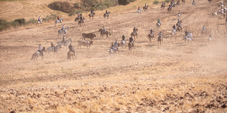 La Bajada de Yunquera de Henares 2025: Tradición Taurina y Novillada en Las Traviesas