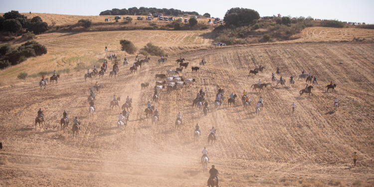 La Bajada de Yunquera de Henares 2025 llenó las calles de emoción y tradición taurina. Descubre cómo los novillos de La Glorieta llegaron a la plaza Las Traviesas y el ambiente festivo de las fiestas patronales.