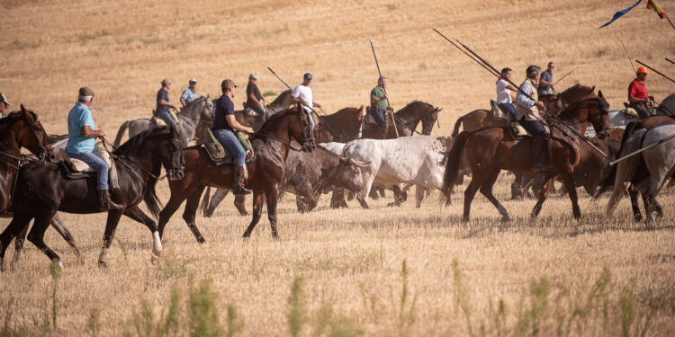 La Bajada de Yunquera de Henares 2025: Tradición Taurina y Novillada en Las Traviesas
