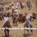 La Bajada de Yunquera de Henares 2025: Tradición Taurina y Novillada en Las Traviesas