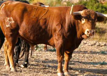 Cuatro novillos de Ganadería Familia Polo Saiz para El Casar