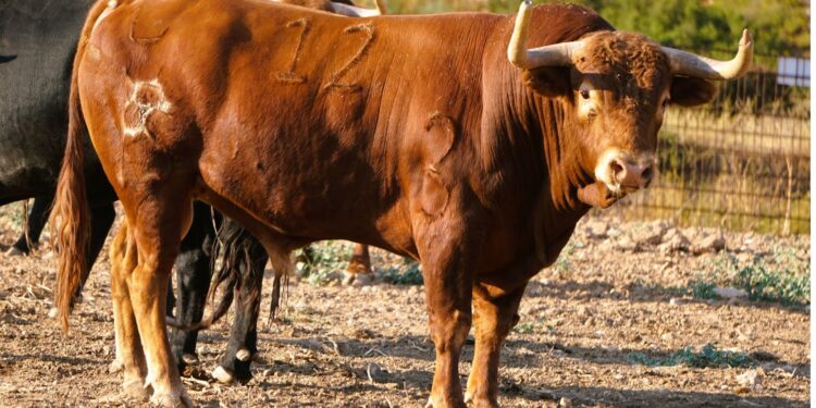 Cuatro novillos de Ganadería Familia Polo Saiz para El Casar