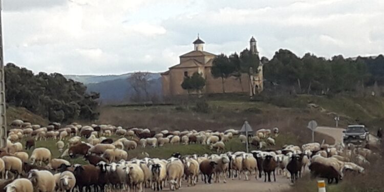 Gualda celebra la Fiesta del Tratado de la Mesta: historia, música y gastronomía medieval