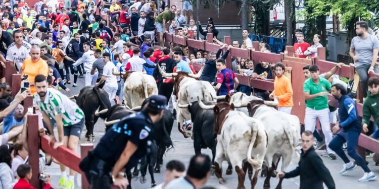 Tercer encierro en Guadalajara 2025: toros de Alcurrucén, lleno en la plaza y carrera de 2:31 minutos