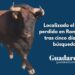 Localizado el toro perdido en Romancos tras cinco días de búsqueda