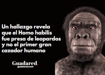 Un hallazgo revela que el Homo habilis fue presa de leopardos y no el primer gran cazador humano