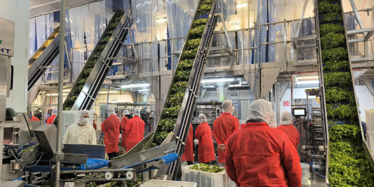 Jóvenes agricultores visitan Grupo AN en Navarra para conocer la transformación de hortalizas