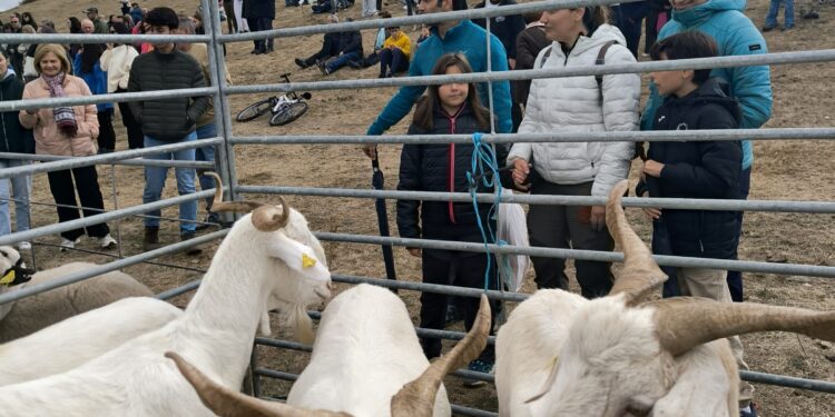 APAG refuerza su apoyo a la Feria de Ganado de Cantalojas y promociona la ternera de la Sierra Norte de Guadalajara