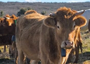 Ampliación de ayudas en Guadalajara para collares de vallado virtual contra ataques de lobos