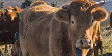 Ampliación de ayudas en Guadalajara para collares de vallado virtual contra ataques de lobos