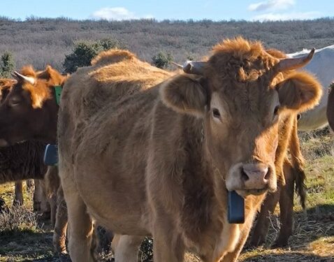 Ampliación de ayudas en Guadalajara para collares de vallado virtual contra ataques de lobos