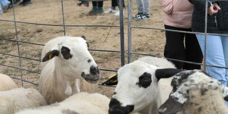APAG refuerza su apoyo a la Feria de Ganado de Cantalojas y promociona la ternera de la Sierra Norte de Guadalajara