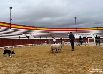 Seminario de Pastoreo en Yunquera de Henares: Formación sobre Manejo de Ganado y Trabajo con Perros Pastores