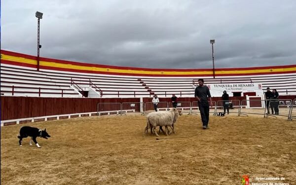 Seminario de Pastoreo en Yunquera de Henares: Formación sobre Manejo de Ganado y Trabajo con Perros Pastores