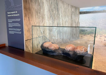 Nuevo Hallazgo Paleontológico en el MUPA: Huevos de Titanosaurio del Cretácico Superior en Poyos