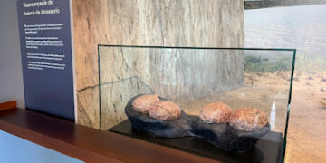 Nuevo Hallazgo Paleontológico en el MUPA: Huevos de Titanosaurio del Cretácico Superior en Poyos