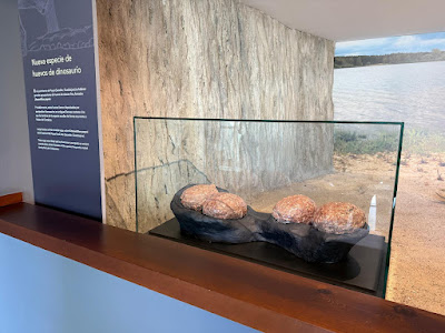 Nuevo Hallazgo Paleontológico en el MUPA: Huevos de Titanosaurio del Cretácico Superior en Poyos