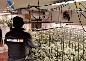 Desmantelan plantación indoor de marihuana en Trijueque: 612 plantas y 4 detenidos