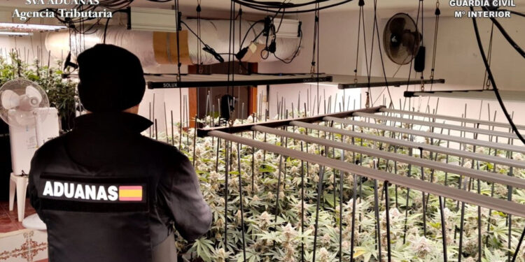 Desmantelan plantación indoor de marihuana en Trijueque: 612 plantas y 4 detenidos