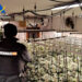 Desmantelan plantación indoor de marihuana en Trijueque: 612 plantas y 4 detenidos