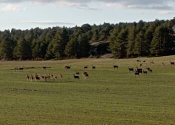APAG alerta del descontrol de fauna silvestre en Guadalajara y exige medidas urgentes