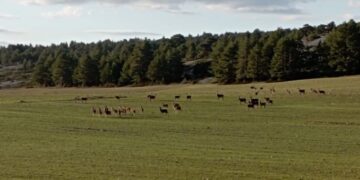 APAG alerta del descontrol de fauna silvestre en Guadalajara y exige medidas urgentes
