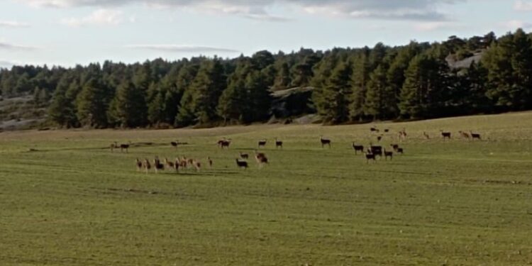 APAG alerta del descontrol de fauna silvestre en Guadalajara y exige medidas urgentes