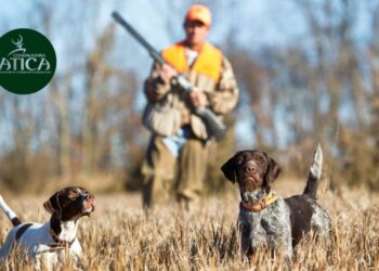 ATICA destaca datos oficiales que desmienten la relación entre la caza y el abandono animal en España