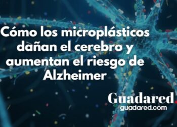 Microplásticos y su impacto en el cerebro: 5 formas en que dañan la salud cerebral y aumentan el riesgo de Alzheimer