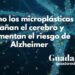 Microplásticos y su impacto en el cerebro: 5 formas en que dañan la salud cerebral y aumentan el riesgo de Alzheimer