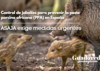Control de jabalíes para prevenir la peste porcina africana (PPA) en España: ASAJA exige medidas urgentes