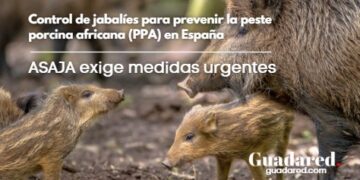 Control de jabalíes para prevenir la peste porcina africana (PPA) en España: ASAJA exige medidas urgentes