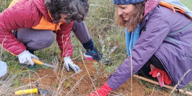 AIKE organiza jornada de plantación de quejigos en Peña Hueva este sábado 13 de diciembre