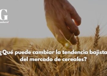 Análisis de Vicente Marqueta: ¿Qué podría revertir la tendencia bajista del mercado de cereales?