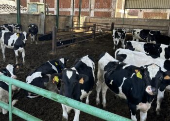 Subvenciones al Control del Rendimiento Lechero en Castilla-La Mancha 2026: 300.000 Euros para Ganadería Eficiente