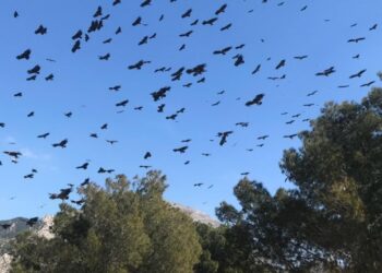 Castilla-La Mancha aumenta un 30 % las ayudas por daños de lobo y aves necrófagas en ganadería extensiva