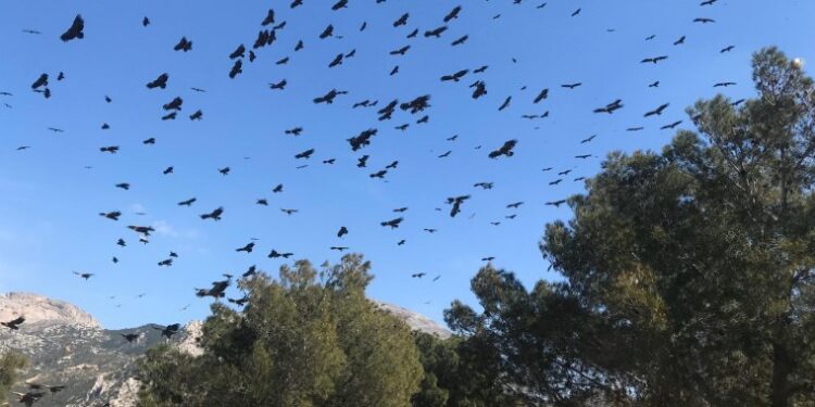 Castilla-La Mancha aumenta un 30 % las ayudas por daños de lobo y aves necrófagas en ganadería extensiva
