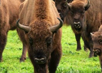 Un pueblo de Guadalajara introduce nueve bisontes europeos para limpiar el monte y prevenir incendios forestales