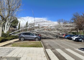 Casi 50 incidencias por fuertes vientos en Guadalajara, con caída de árboles y daños materiales