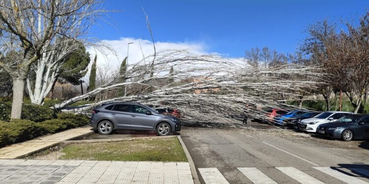 Casi 50 incidencias por fuertes vientos en Guadalajara, con caída de árboles y daños materiales