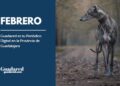 Día Mundial del Galgo: descubre cómo adoptar un galgo y cambiar su vida